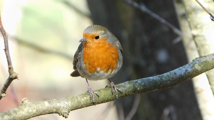 Robin