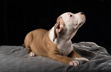 Puppy of American Bully breed on a black background