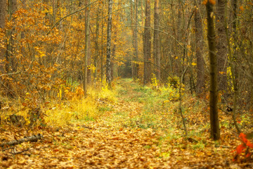 autumn in the forest
