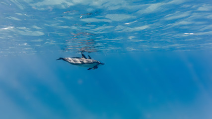 Fototapeta na wymiar Delfine vor Oahus Westküste, Hawaii