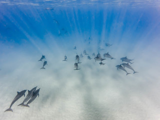 Delfine vor Oahus Westküste, Hawaii