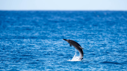 Naklejka premium Delfiny u zachodniego wybrzeża Oahu na Hawajach