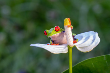 Red-eyed Tree Frog, Agalychnis callidryas, sitting on the green leave in tropical forest in Costa Rica.