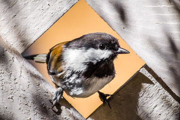 Close up of Chestnut backed Chickadee (Poecile rufescens) framed by the lattice of a wooden fence; San Francisco bay area, California