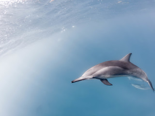 Spinnerdelfin © Dominik Rueß