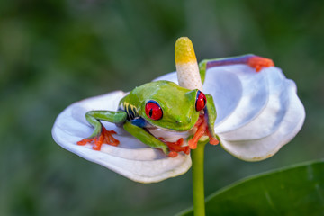 Naklejka premium Red-eyed Tree Frog, Agalychnis callidryas, sitting on the green leave in tropical forest in Costa Rica.
