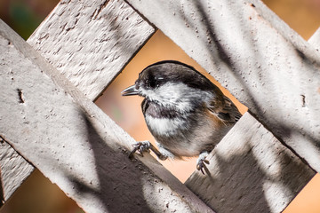 Close up of Chestnut backed Chickadee (Poecile rufescens) framed by the lattice of a wooden fence; San Francisco bay area, California
