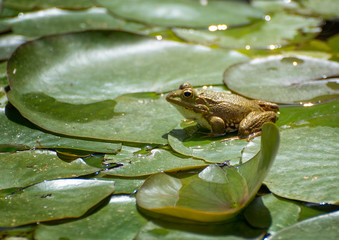 Frog