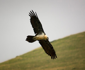 bearded vulture