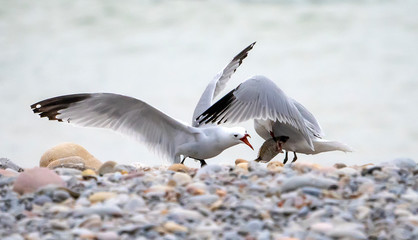 seagulls fighting over a fish