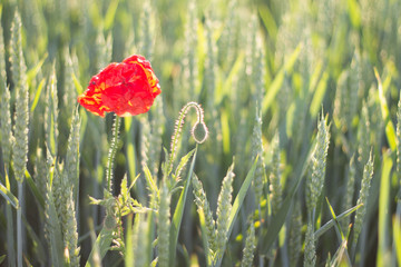 Beautiful nature of Austria wonderful landskape river, mountains, waterfall, forests