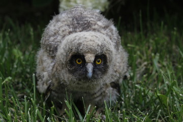 Little owl owl (Asio otus) sits on the grass. Close-up. Fluffy with big eyes.