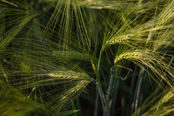 green ears of wheat in a summer field