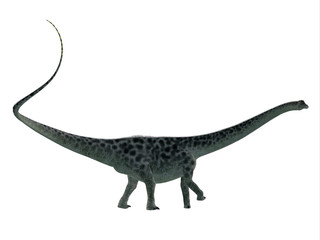 Diplodocus Dinosaur Side Profile - Diplodocus was a sauropod herbivorous dinosaur that lived in North America during the Jurassic Period. © Catmando