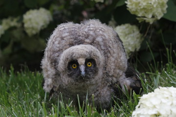 Little owl owl (Asio otus) sits on the grass. Close-up. Fluffy with big eyes.