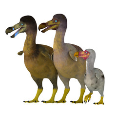 Dodo Bird Family - The Dodo is an extinct flightless bird that lived on Mauritius Island in the Indian Ocean near Madagascar. © Catmando