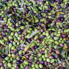 Just picked olive fruits, top view, close up. Natural, as they are picked, not yet cleaned for pressing. Italy.