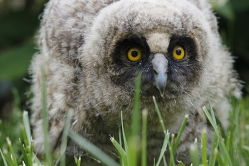 Little owl owl (Asio otus) sits on the grass. Close-up. Fluffy with big eyes.