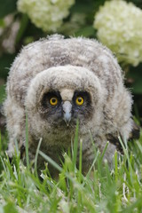 Little owl owl (Asio otus) sits on the grass. Close-up. Fluffy with big eyes.