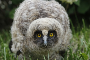 Little owl owl (Asio otus) sits on the grass. Close-up. Fluffy with big eyes.