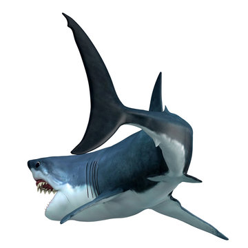 Great White Shark Tail