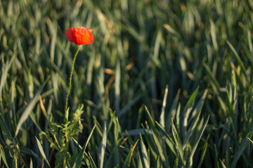 Beautiful nature of Austria wonderful landskape river, mountains, waterfall, forests