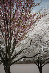 blossoming trees in spring