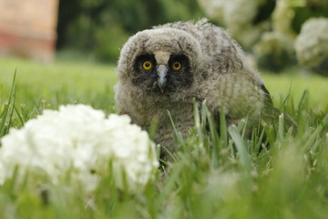 Little owl owl (Asio otus) sits on the grass. Close-up. Fluffy with big eyes.