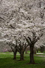 Obraz na płótnie Canvas Trees blossoming in spring