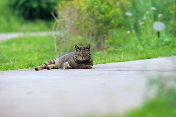 Resting Cat - 一休みの猫