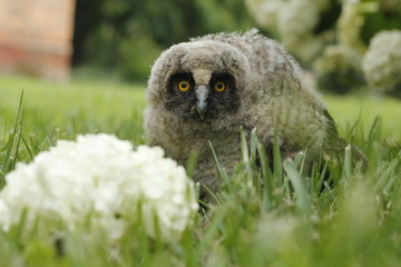 Little owl owl (Asio otus) sits on the grass. Close-up. Fluffy with big eyes.