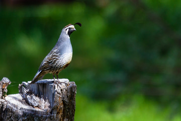 California Quail