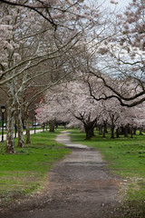 Fototapeta premium blossoming trees in spring on trail