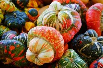 Basket of orange, white and green turban Turk squash in the fall