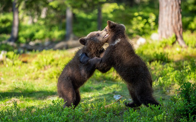 Fototapeta premium Brown Bear Cubs playfully fighting, Scientific name: Ursus Arctos Arctos. Summer green forest background. Natural habitat.