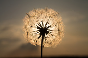 Obraz premium dandelion in the field in summer against the blue sky and sun