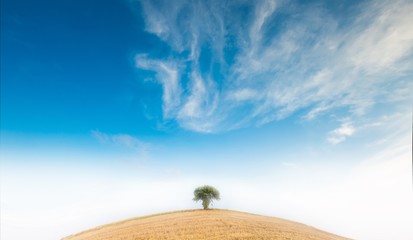 Surreal calm foggy landscape with solitare tree on hill
