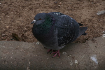 Obraz premium The feeling chilly pigeon