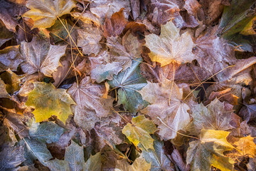 Autumn leaves on the ground