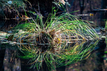 Spiegelung auf Wasseroberfläche einer Sumpfpflanze (Gras, Reet) in Sumpf 