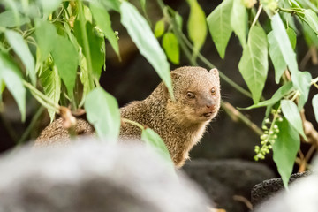 Manguste (Mungo) auf Hawaii