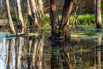 Reflexionen von Bäumen auf einer Wasseroberfläche eines Sees  in Sumpfgebiet