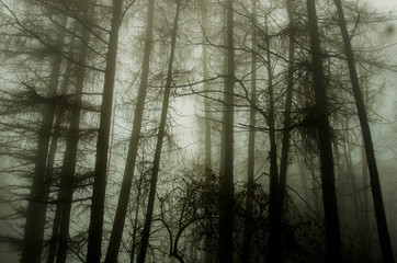 alberi e nebbia