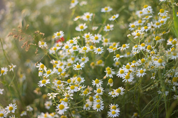 blue flowers cornflowers and white daisies bloom in the field in the summer