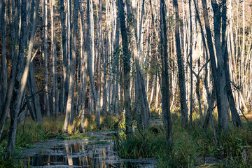 Sumpf mit Bäumen im Wasser in Birkenwerder