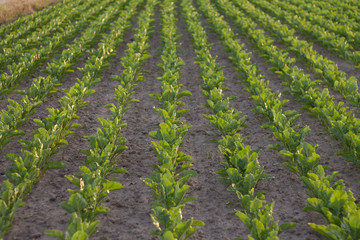 field with green plants of agriculture