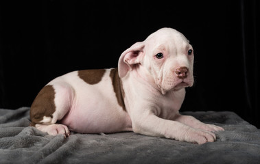 Puppy of American Bully breed on a black background