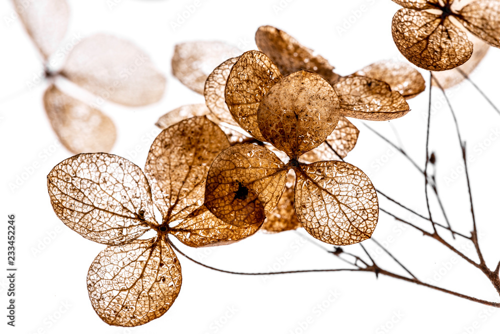 Sticker dry flowers close up in the detail isolated on a white background