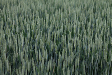 green ears of wheat in a summer field