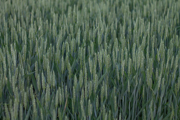 green ears of wheat in a summer field